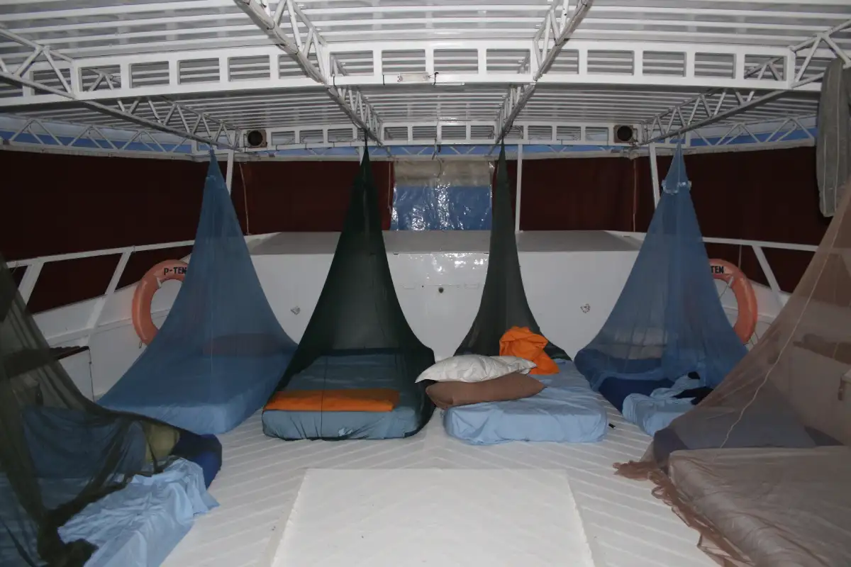 P-Ten - Image 7