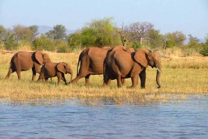 Family-of-Elephants   